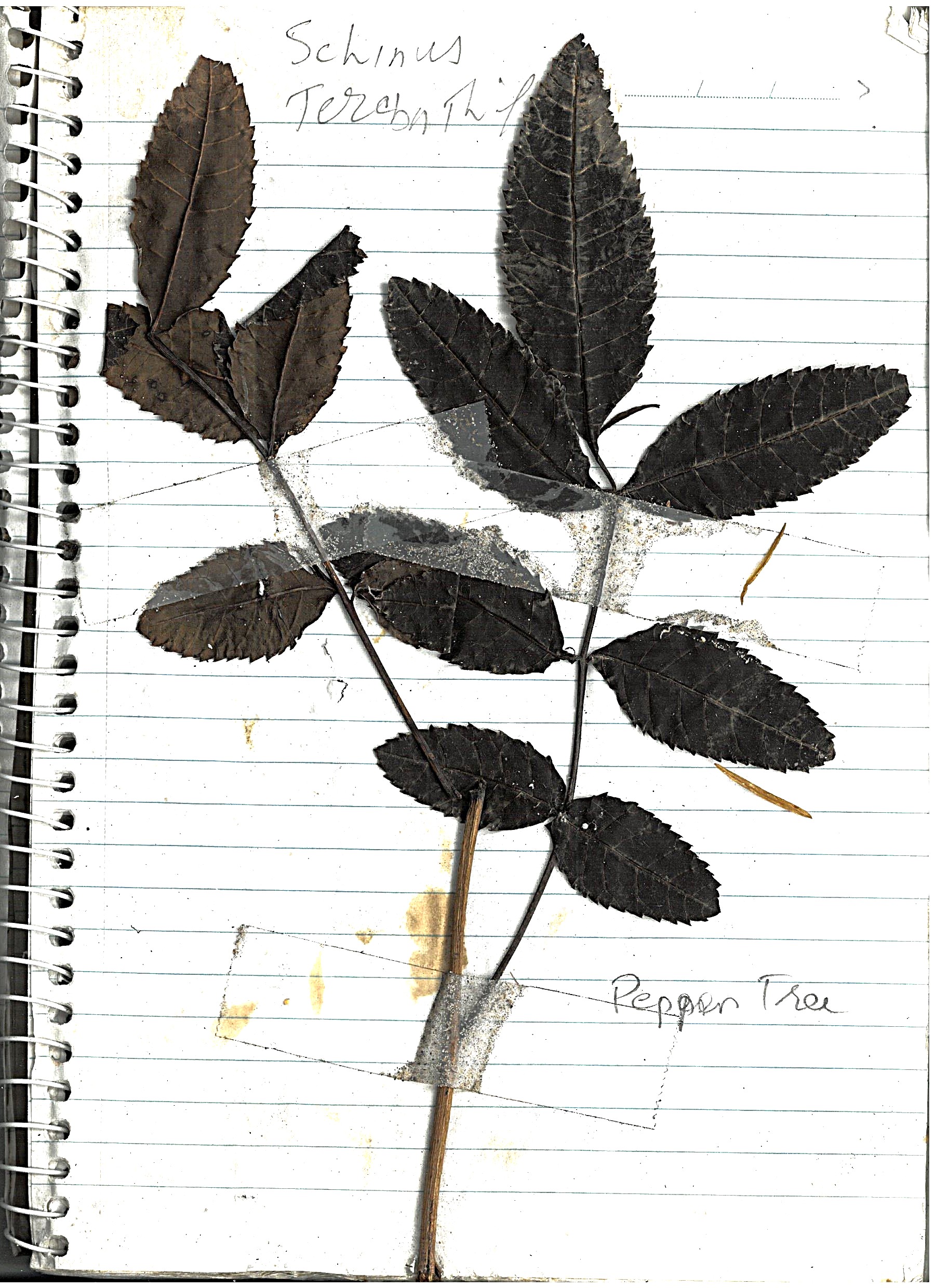 Asparagus Fern Image